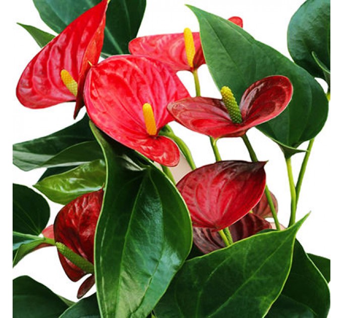 Купити Неповторний Антуріум для Вашої Кімнати з Швидкою Доставкою по Києву