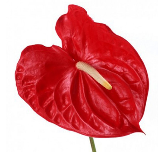 Купити Неповторний Антуріум для Вашої Кімнати з Швидкою Доставкою по Києву