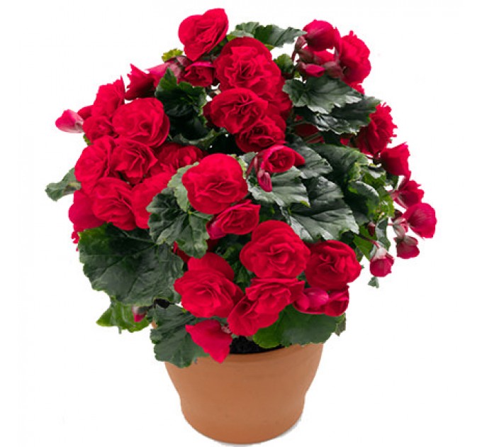 Кімнатна рослина "Бегонія"