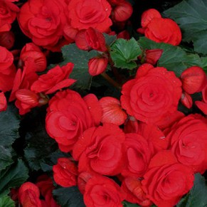 Комнатное растение "Бегония"