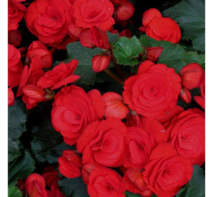 Кімнатна рослина "Бегонія"