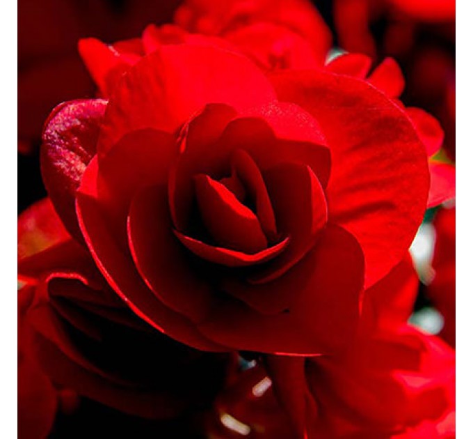 Кімнатна рослина "Бегонія"