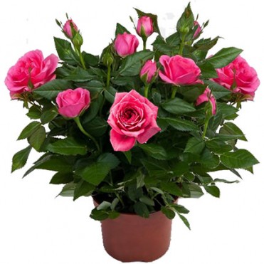 Кімнатна рослина "Роза"