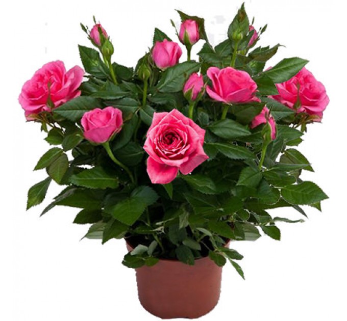 Купити Красива Кімнатна Рослина "Троянда" з Швидкою Доставкою по Києву!
