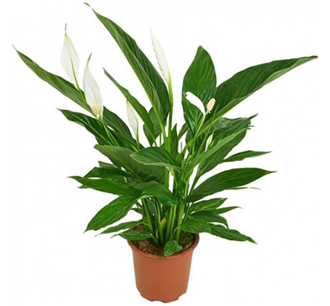 Кімнатна рослина "Спатіфіллум"