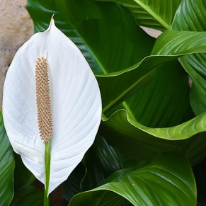 Комнатное растение "Спатифиллум"