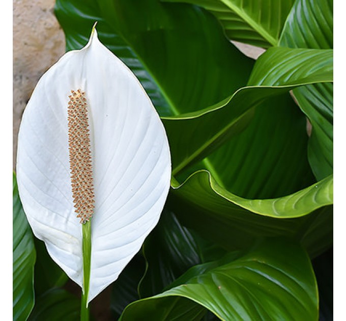 Кімнатна рослина "Спатіфіллум"