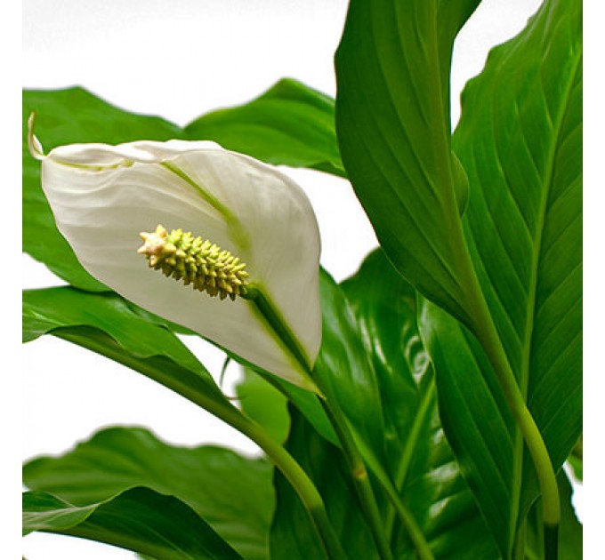 Кімнатна рослина "Спатіфіллум"