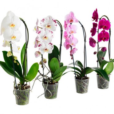 Кімнатна рослина "Фаленопсис" (орхідея)