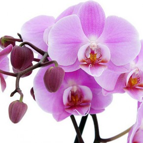 Комнатное растение "Фаленопсис" (орхидея)