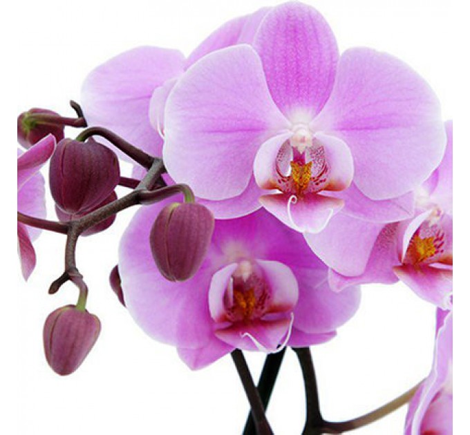 Виняткова Кімнатна Рослина "Фаленопсис" (Орхідея) з доставкою по Києву