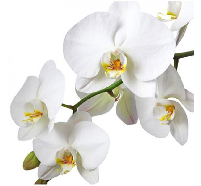 Виняткова Кімнатна Рослина "Фаленопсис" (Орхідея) з доставкою по Києву