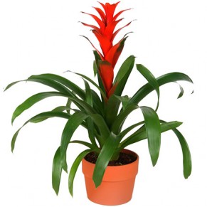 Кімнатна рослина "Гузманія"