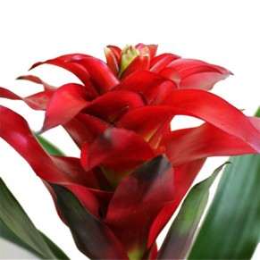 Комнатное растение "Гузмания"