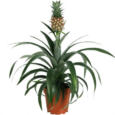 Кімнатна рослина "Ананас"