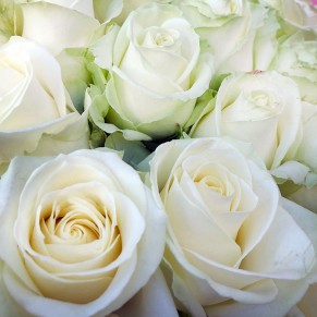 33 білих троянд 60 см Аваланч 33 білих троянд 60 см Аваланч