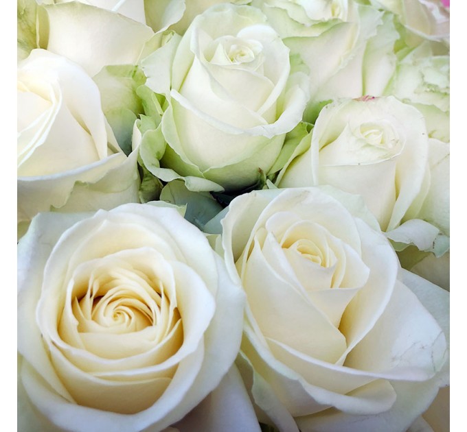 33 білих троянд 60 см Аваланч