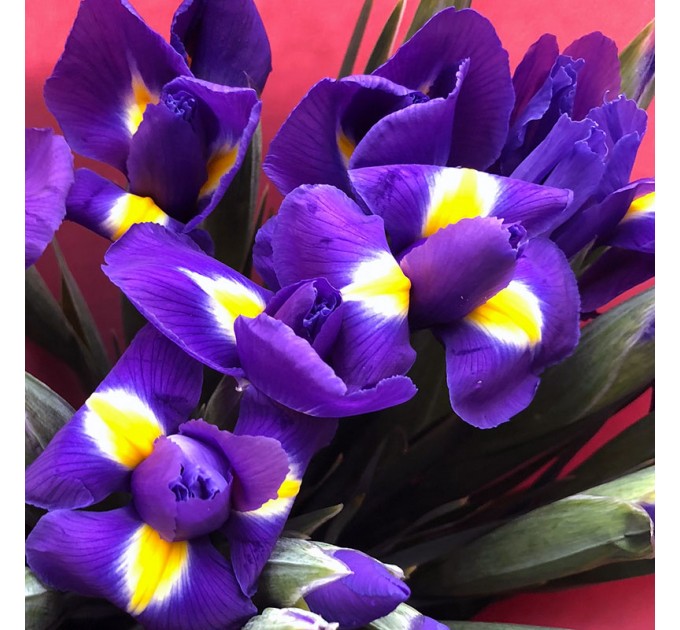 39 синьо-фіолетових ірисів