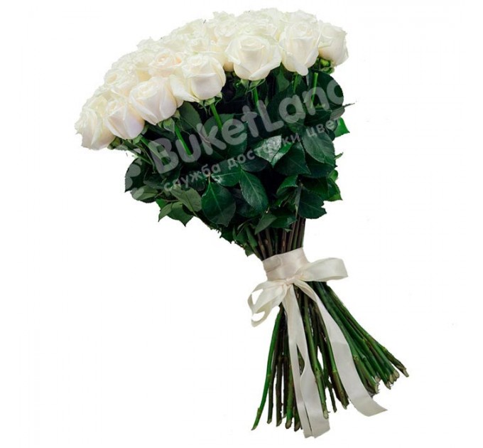 49 белых голландских роз Mondial/White Chocolate