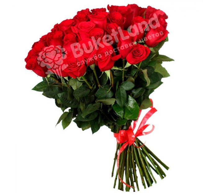49 красных голландских роз Freedom