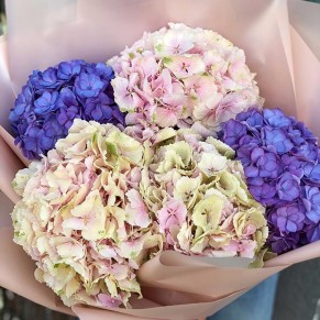 5 гортензії в асортименті 5 гортензії в асортименті