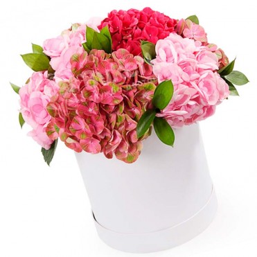 5 гортензий микс в шляпной коробке