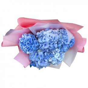 5 одноколірних гортензій 5 одноколірних гортензій