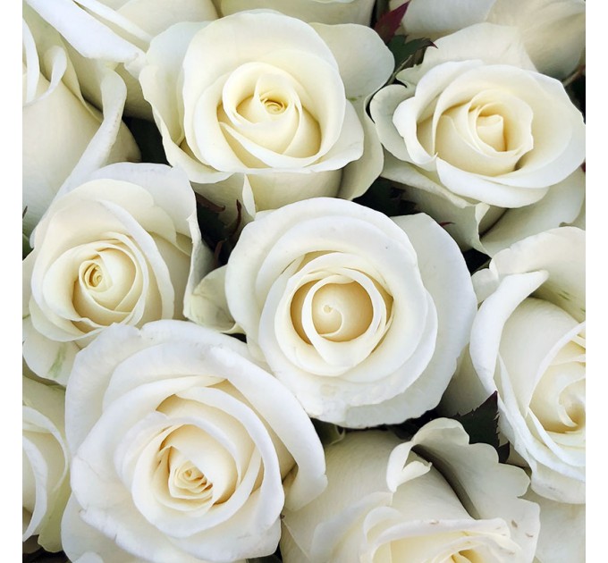 51 біла троянда 50 см Білуга