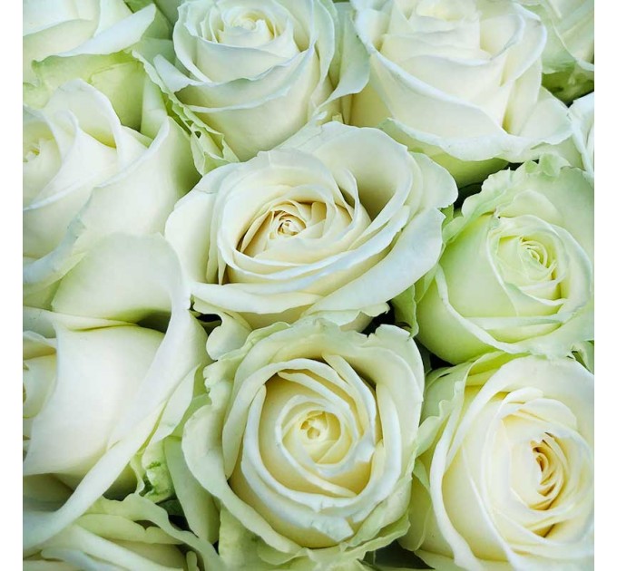 51 белая роза 60 см