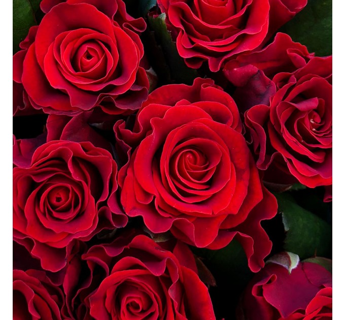 51 червона троянда 50 см Ель Торо