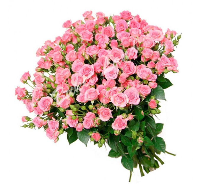 51 веточка розовой розы спрей 60 см