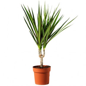 Кімнатна рослина "Драцена"