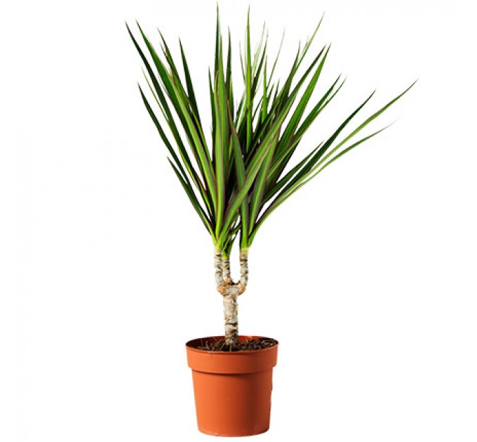 Оригінальна Кімнатна Рослина «Драцена» – Доставка по Києву