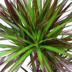 Комнатное растение "Драцена"