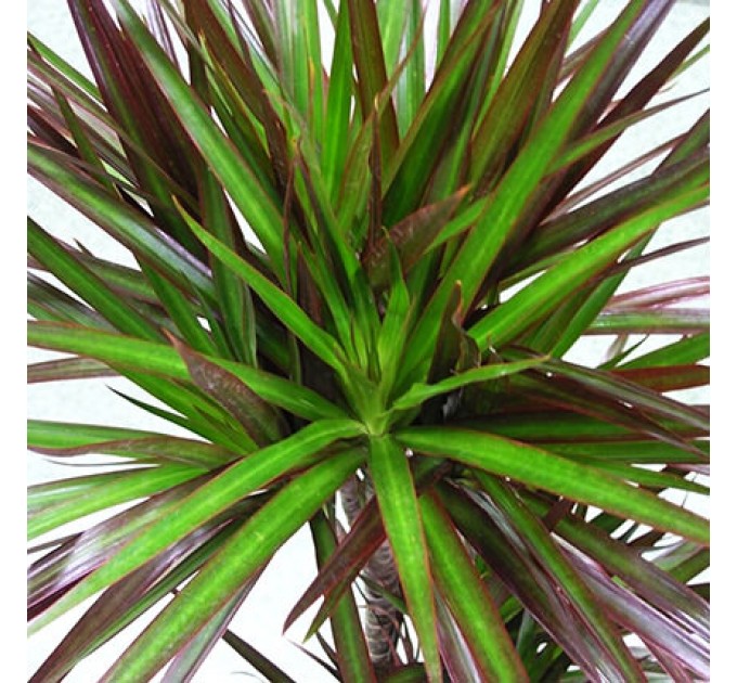 Оригінальна Кімнатна Рослина «Драцена» – Доставка по Києву