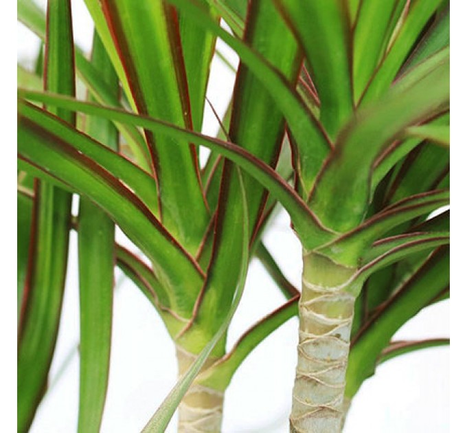 Оригінальна Кімнатна Рослина «Драцена» – Доставка по Києву