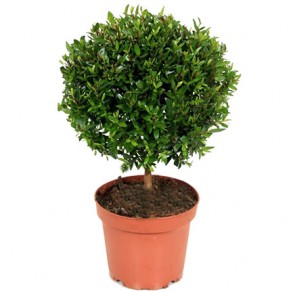 Кімнатна рослина "Мірт"