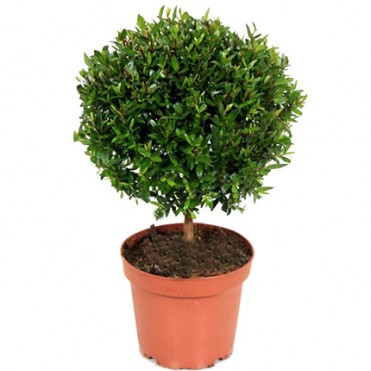 Кімнатна рослина "Мірт"