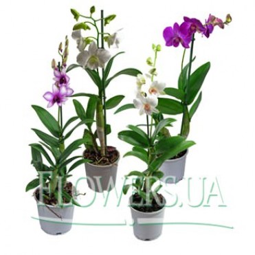 Комнатное растение "Дендробиум" (орхидея)
