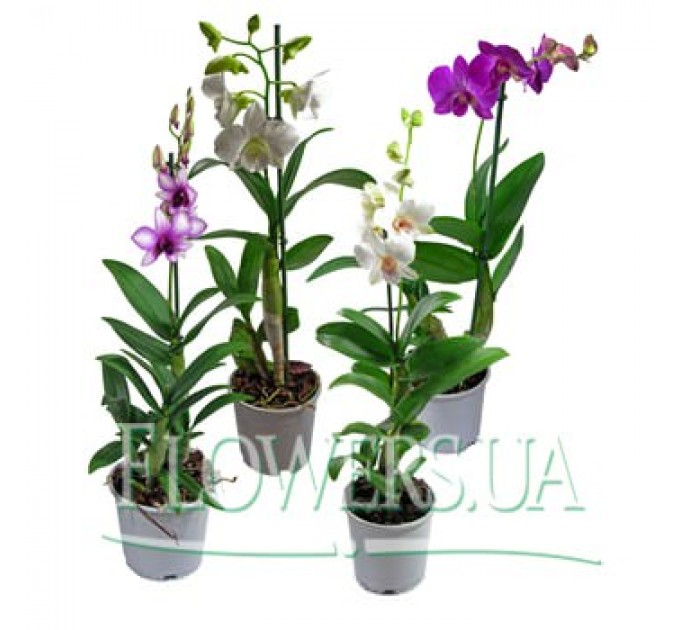 Комнатное растение "Дендробиум" (орхидея)