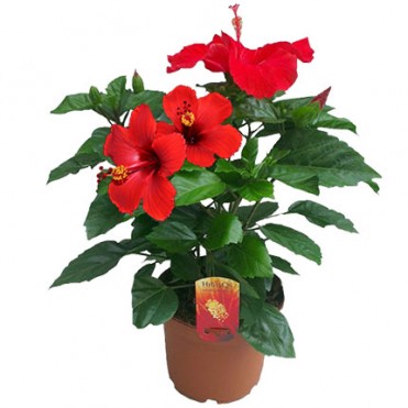 Кімнатна рослина "Гібіскус"