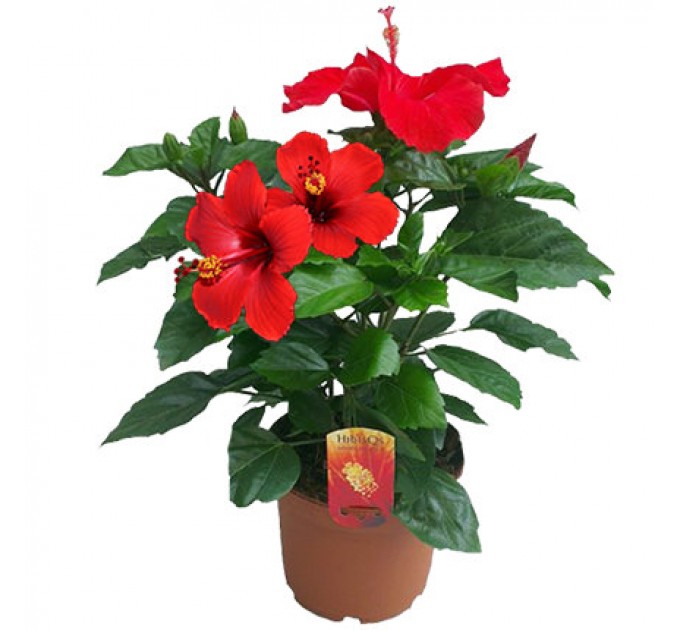 Придбайте Кімнатну Рослину «Гібіскус» з доставкою по Києву!