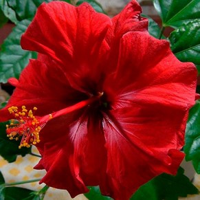 Комнатное растение "Гибискус"