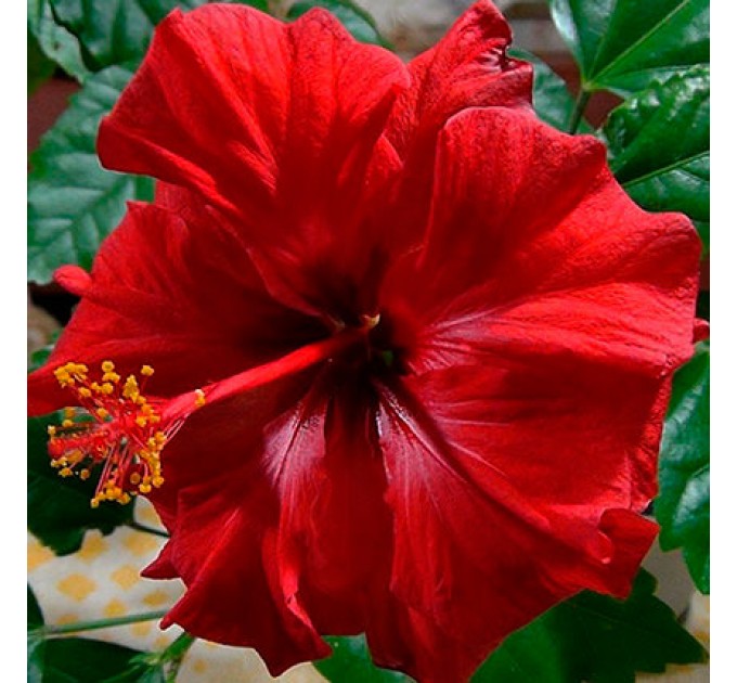 Придбайте Кімнатну Рослину «Гібіскус» з доставкою по Києву!