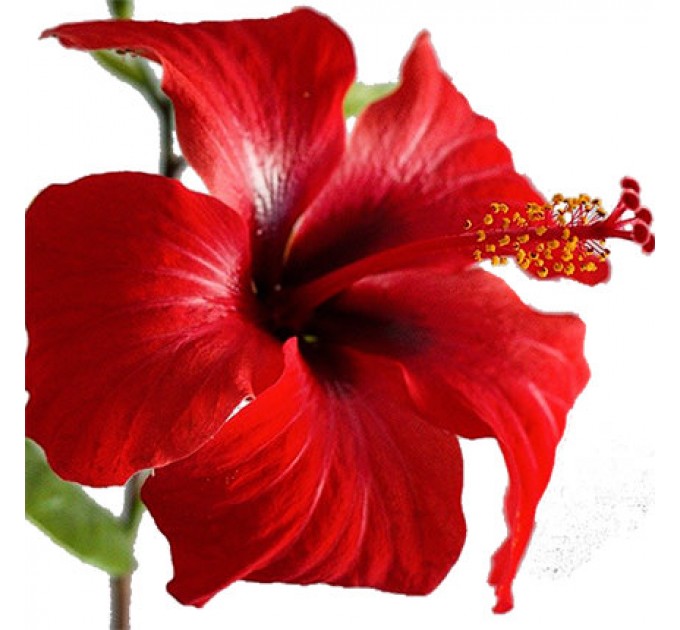 Придбайте Кімнатну Рослину «Гібіскус» з доставкою по Києву!