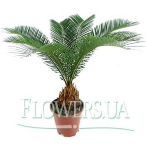 Кімнатна рослина "Цікас"