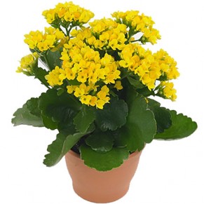 Кімнатна рослина "Каланхое"