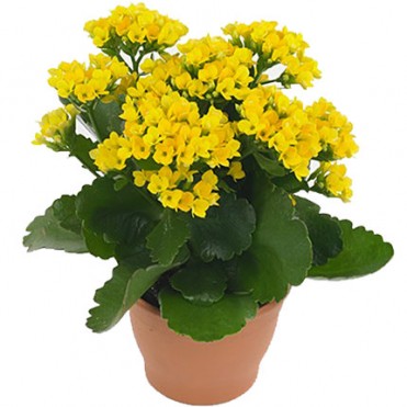 Кімнатна рослина "Каланхое"