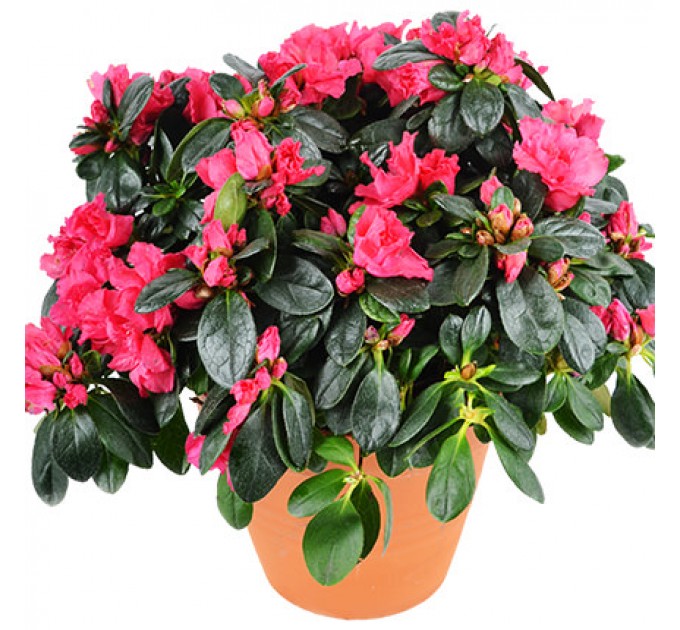 Кімнатна рослина "Азалія"