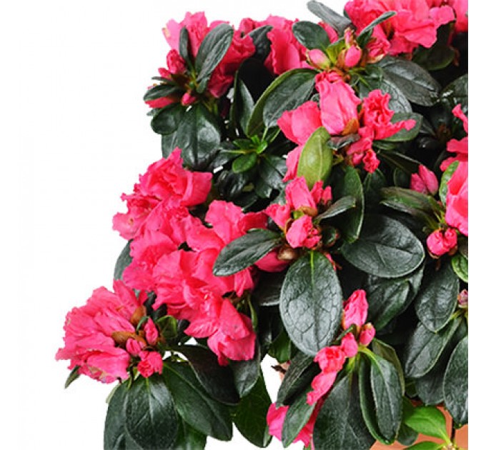 Кімнатна рослина "Азалія"